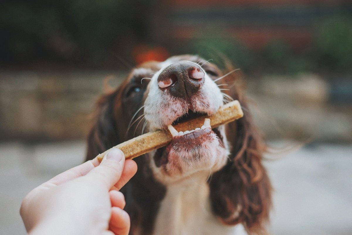 3 Ingredient Dog Treats with Texas Olive Oil - Texas Hill Country Olive Co.