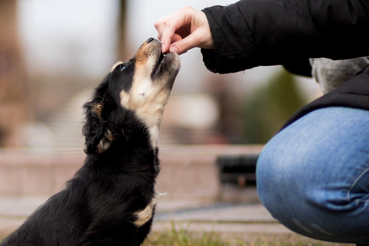 Dogs shop eat olives