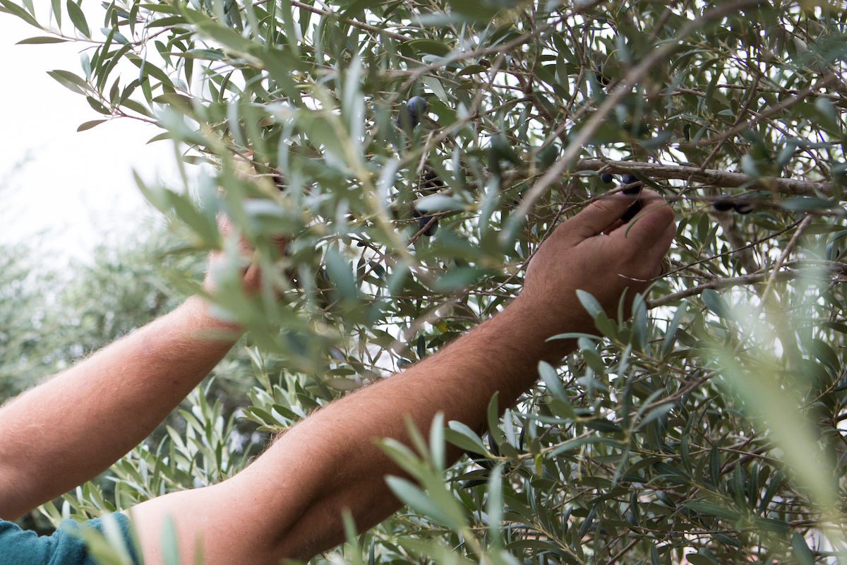 Digging into the past of olive trees.