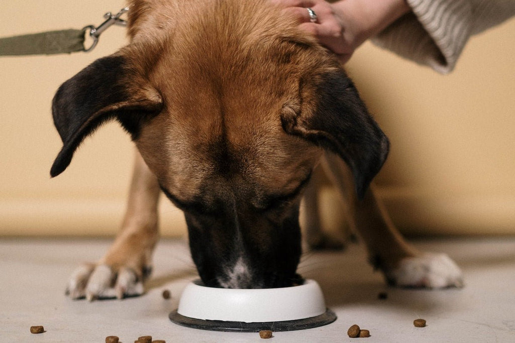 Feeding Your Dog: Answers to Common Questions