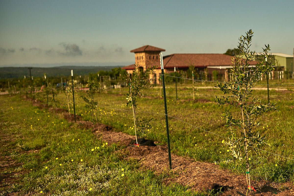 Dripping Springs Weather & What To Do in Any Condition - Texas Hill Country Olive Co.