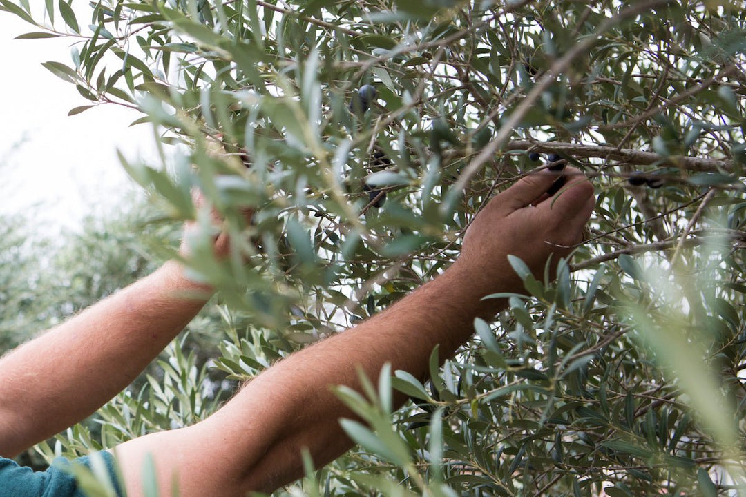 Where Can I Buy Olive Trees in Texas to Grow at Home? - Texas Hill Country Olive Co.
