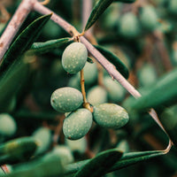 Texas Olive Tree - Arbequina Thumbnail 2