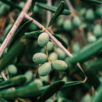 Texas Olive Tree - Arbequina Thumbnail 1